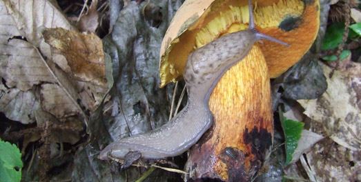 Arriva l’autunno: attenti ai funghi