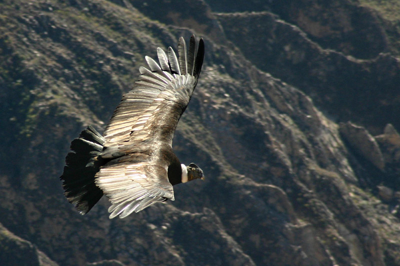 Gli avvoltoi avvistano a grande distanza le carcasse di cui si cibano